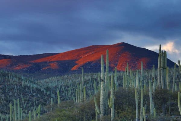 SF_Desert